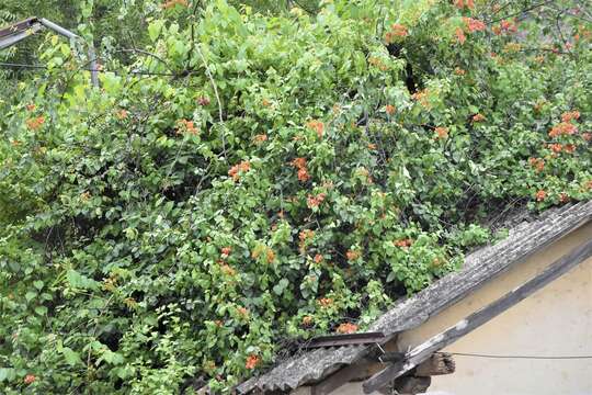 Bougainvillea spectabilis Willd. resmi