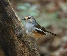 Image of Madagascan Magpie-Robin