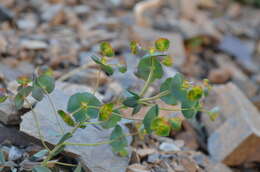 Image of Euphorbia talassica