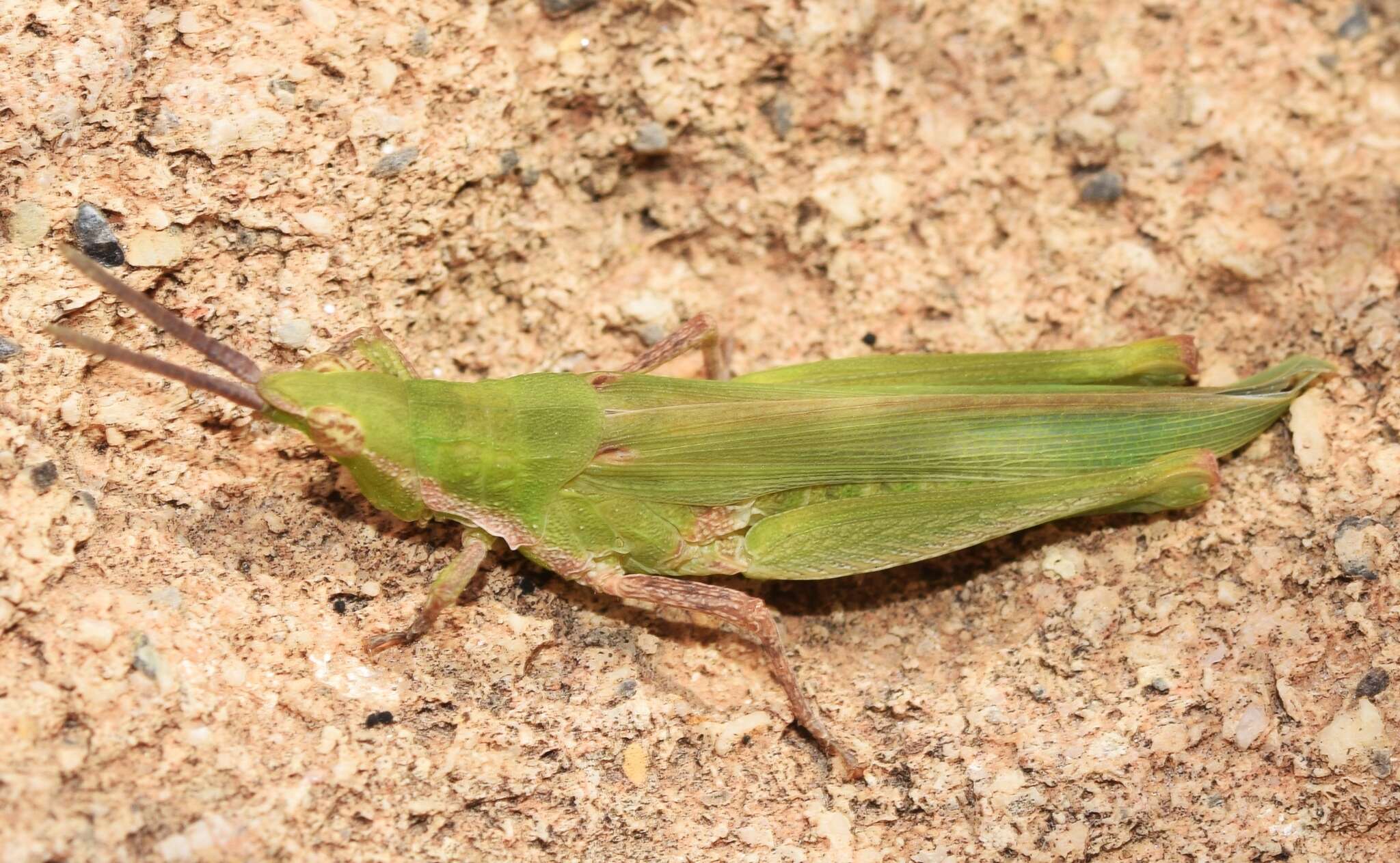 Plancia ëd Pyrgomorpha (Pyrgomorpha) conica subsp. conica (Olivier & G. A. 1791)