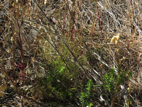 Plancia ëd Ficinia filiformis (Lam.) Schrad.