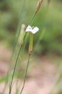 Plancia ëd Dianthus fragrans Bieb.