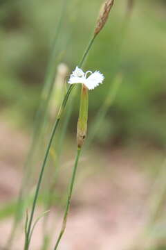 Plancia ëd Dianthus fragrans Bieb.