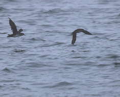 Image of Black-vented Shearwater