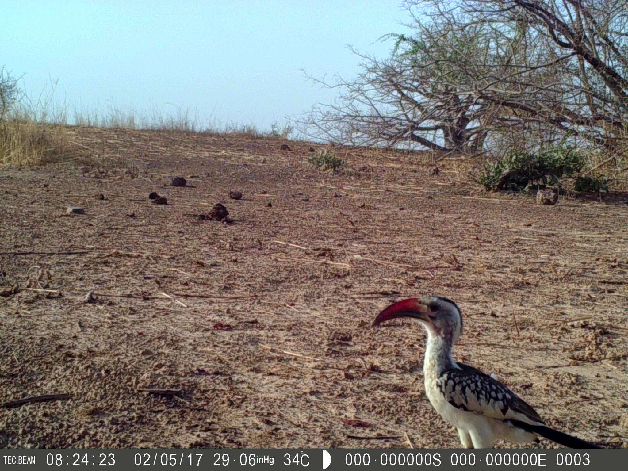 Image of Northern Red-billed Hornbill