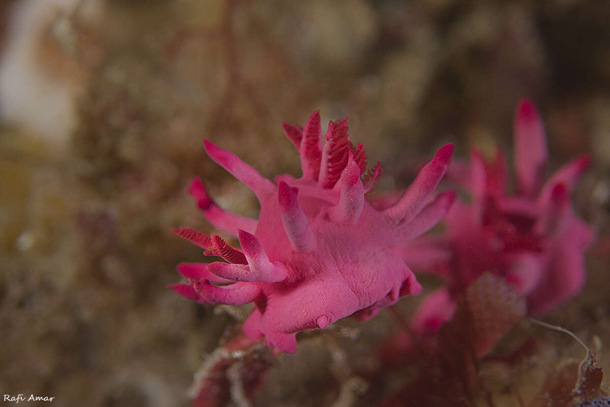 Plancia ëd Okenia atkinsonorum Rudman 2007