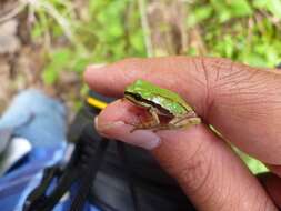 Image of Madrean Treefrog