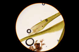 Image of <i>Flexitrichum flexicaule</i>