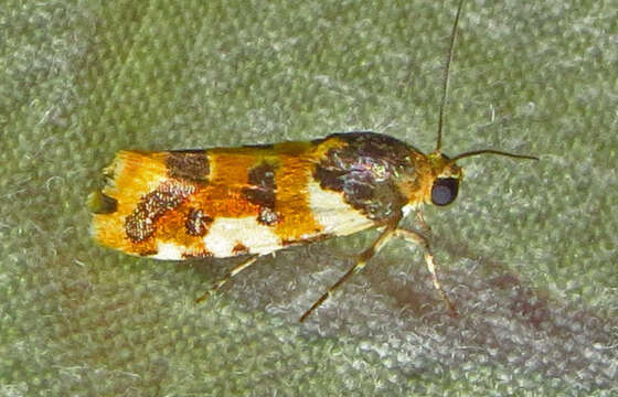 Image of Southern Spragueia Moth