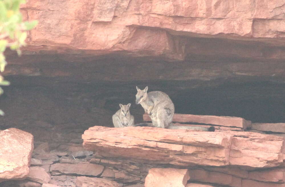 Image of Short-eared Rock Wallaby