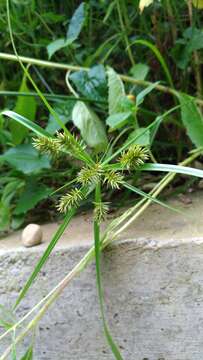 Слика од Cyperus cyperoides (L.) Kuntze