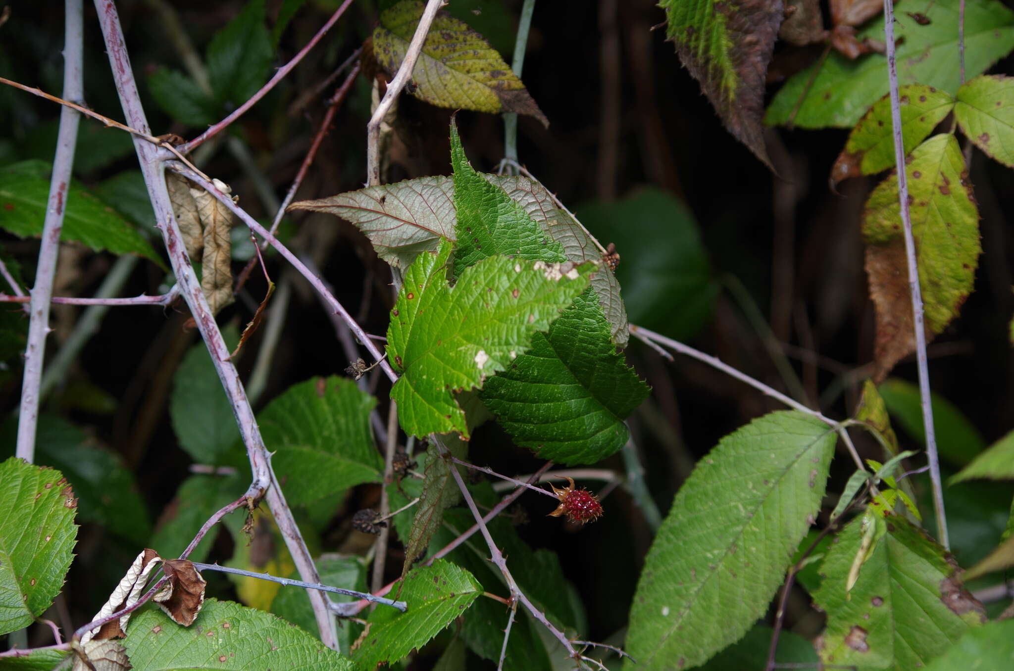 Image of Andes berry