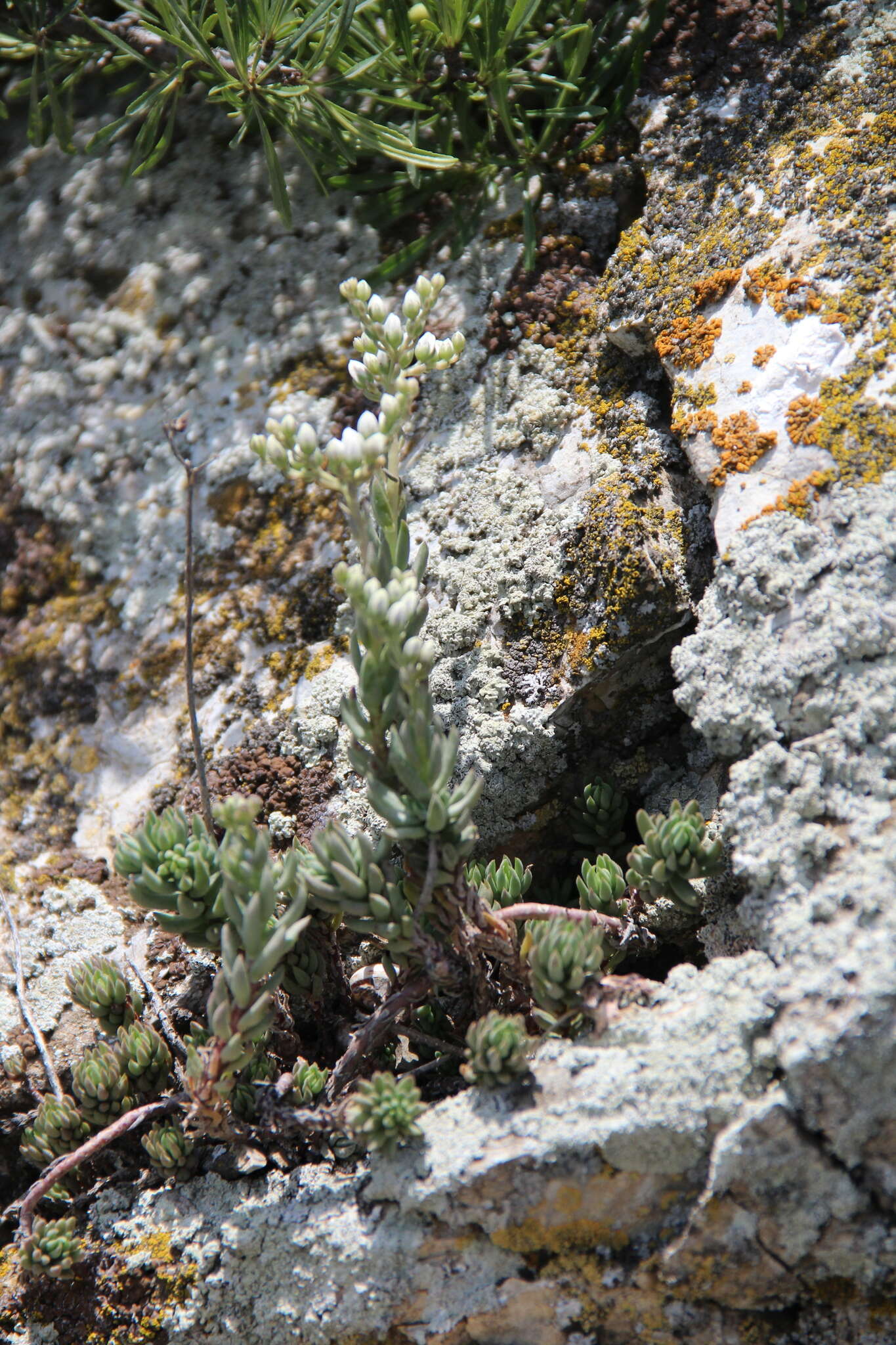 Sivun Petrosedum subulatum (C. A. Mey.) Afferni kuva