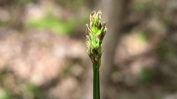 Image of Peck's sedge