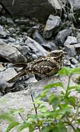 Image of Indian Nightjar