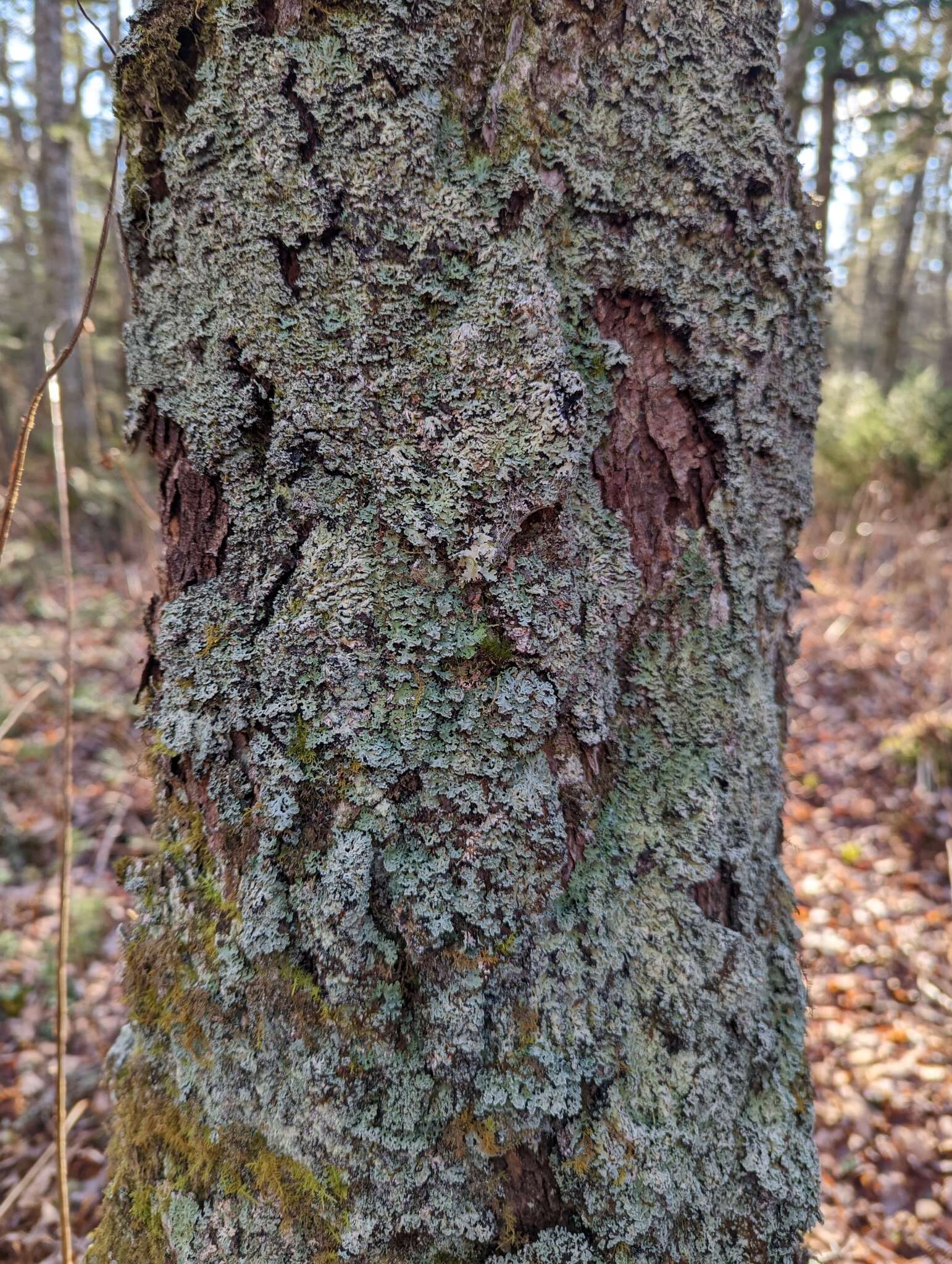 Image of Blue Ridge shield lichen