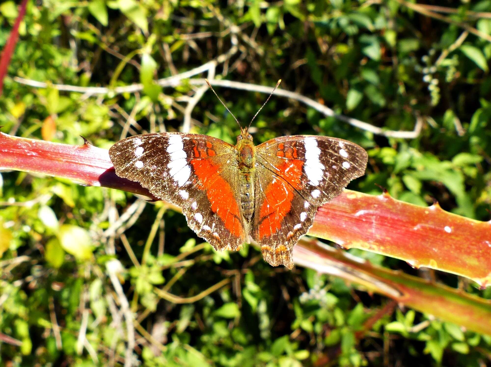 Plancia ëd Anartia amathea roeselia Eschscholtz 1821