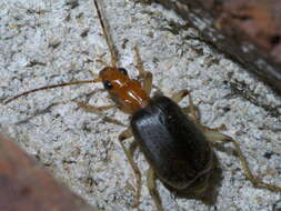 Image of Brachinus (Neobrachinus) adustipennis Erwin 1969