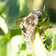 Image of Eristalis stipator Osten Sacken 1877