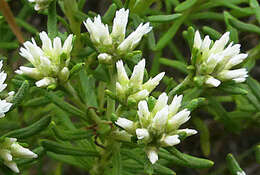 Image of Helichrysum asperum var. comosum (Sch. Bip.) Hilliard