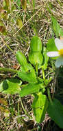 Image de <i>Caltha chionophila</i>