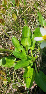 Image of <i>Caltha chionophila</i>