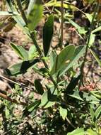 Image of Crotalaria lanceolata subsp. lanceolata