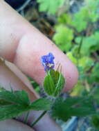 Imagem de Geranium bohemicum L.