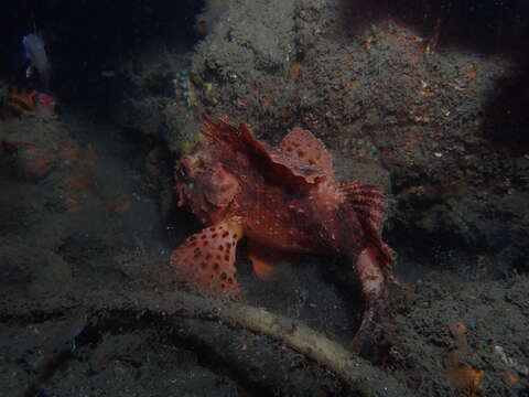 Image of Western red rockcod