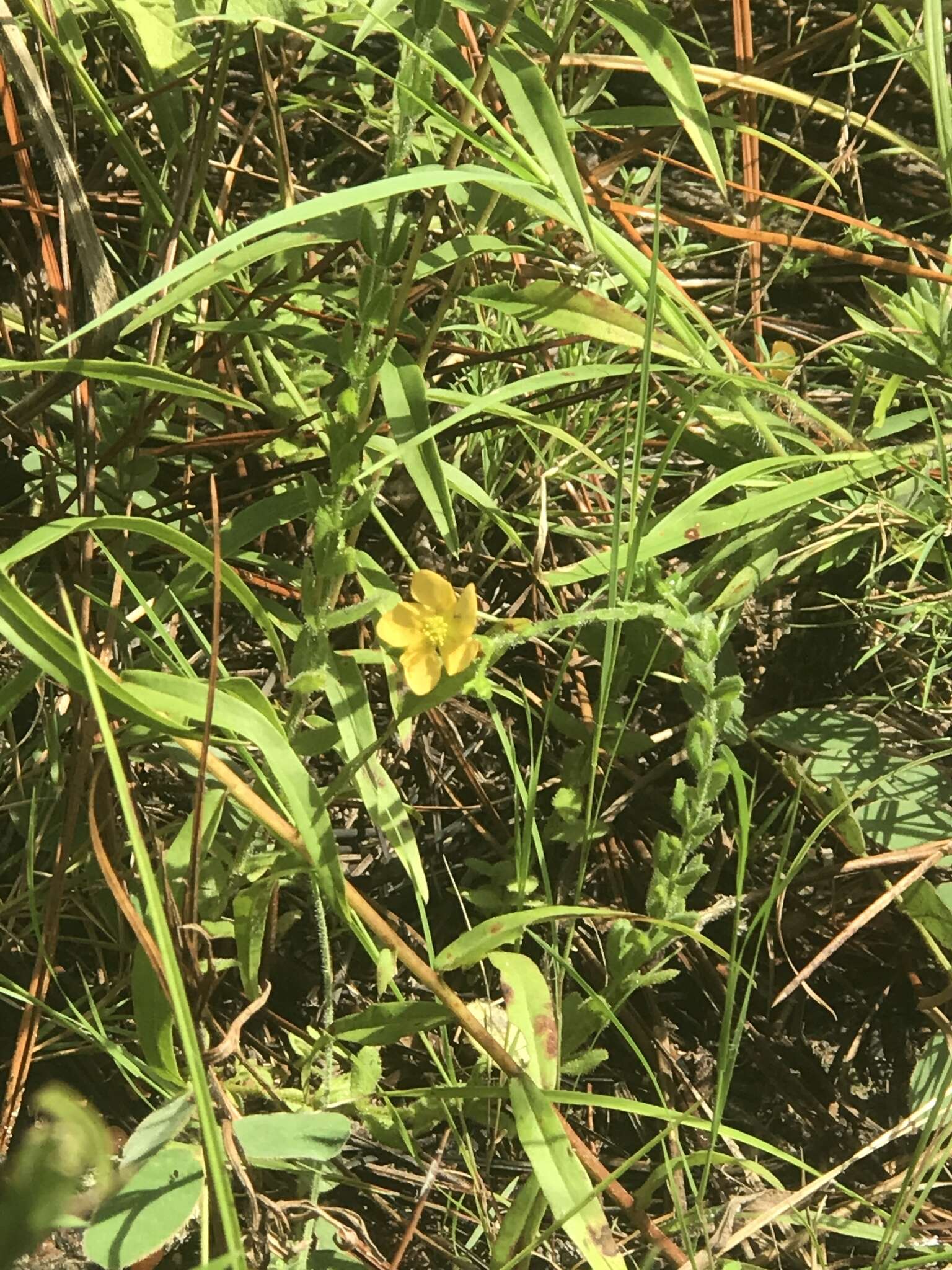 Image of Hairy St. John's-Wort