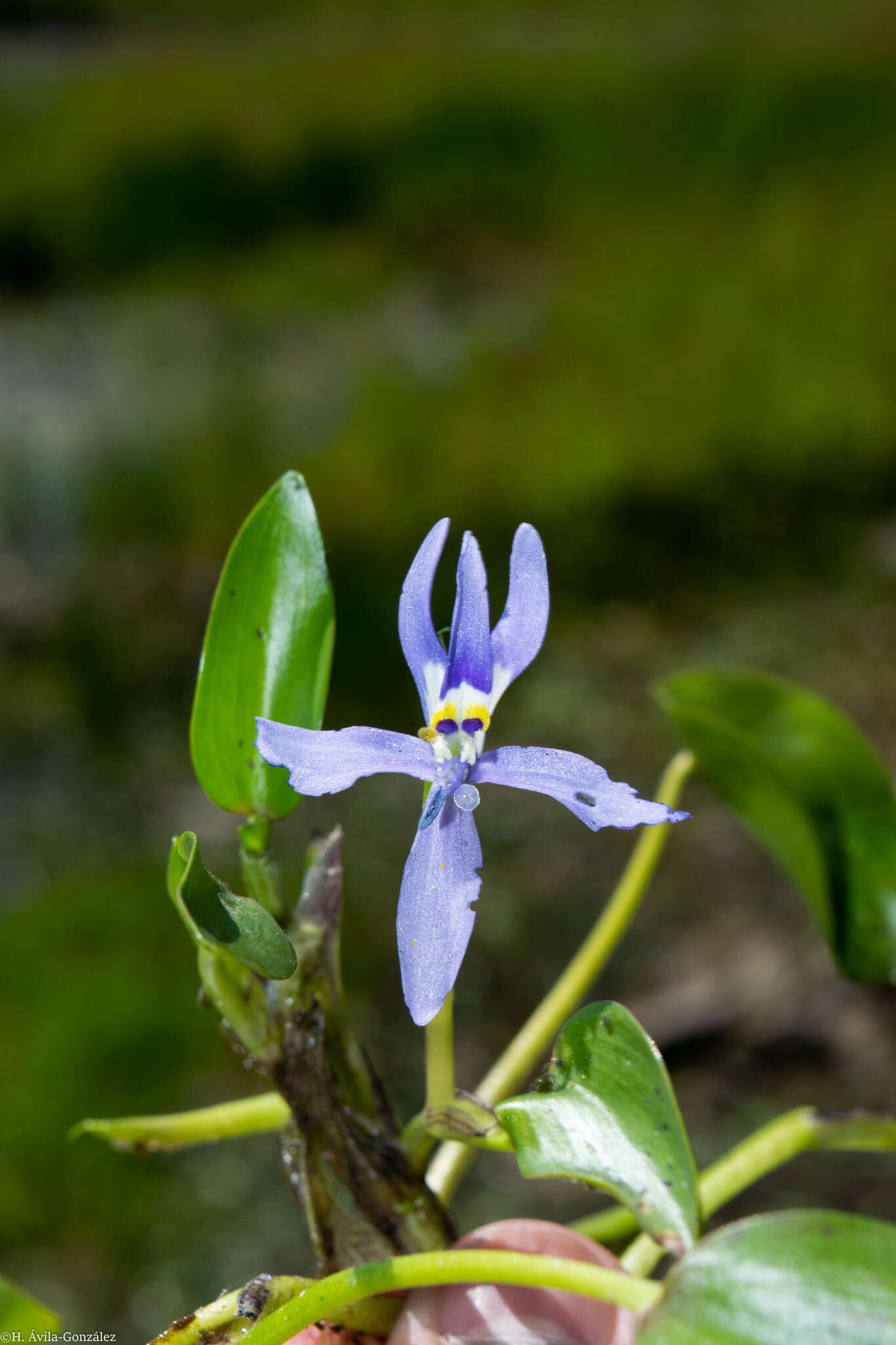 Image de Heteranthera rotundifolia (Kunth) Griseb.