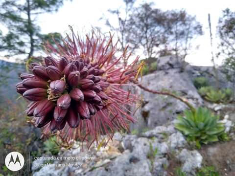 Image of Chamula agave