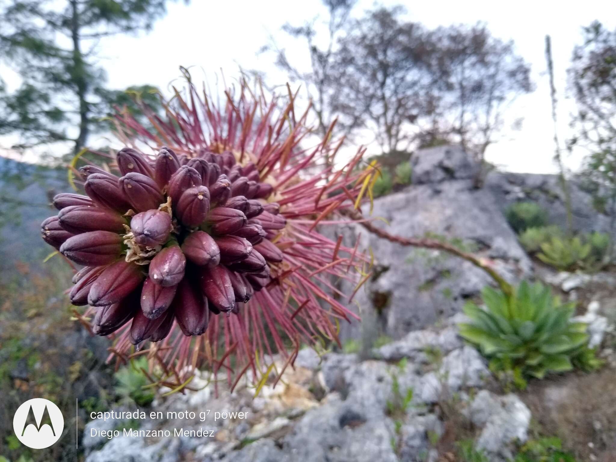 Image of Chamula agave