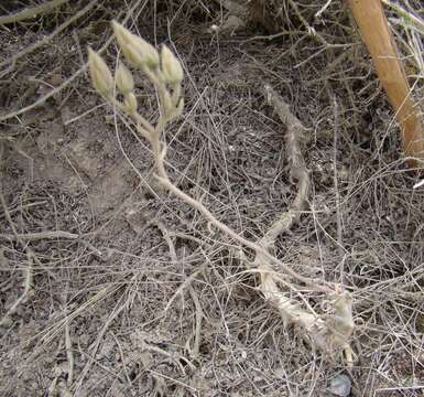 Image of Tylecodon ventricosus (Burm. fil.) H. Tölken