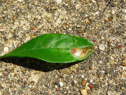 صورة Parectopa bumeliella Braun 1939