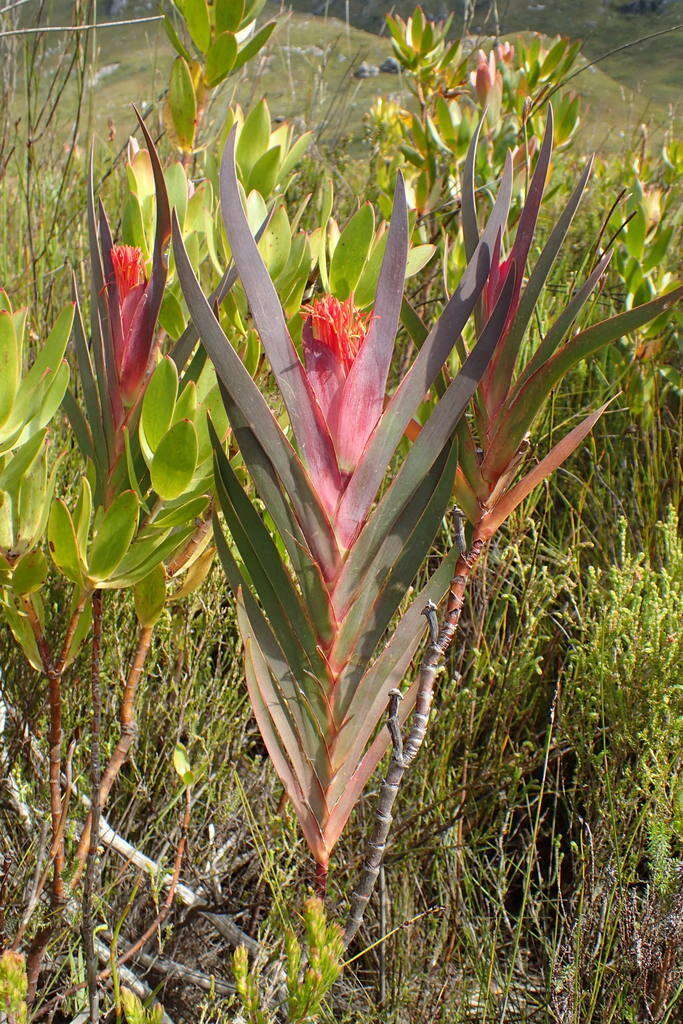 Image of Klattia stokoei L. Guthrie