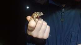 Image of Caucasian Parsley Frog