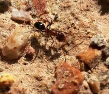 Image of Bi-colored Pyramid Ant