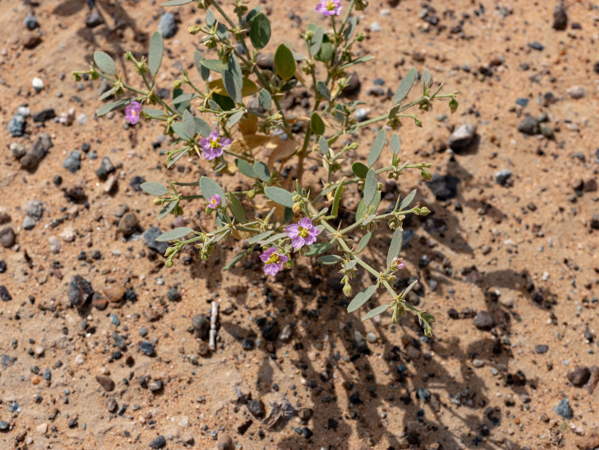 Image de Fagonia ovalifolia Hadidi