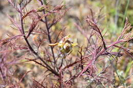 Image of Orcutt's bird's-beak