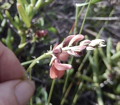 Indigofera porrecta var. porrecta的圖片