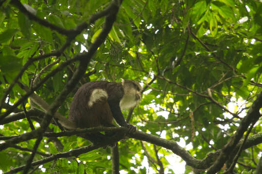 Plancia ëd Cercopithecus denti Thomas 1907