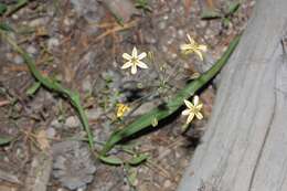 Sivun Triteleia ixioides subsp. anilina (Greene) L. W. Lenz kuva