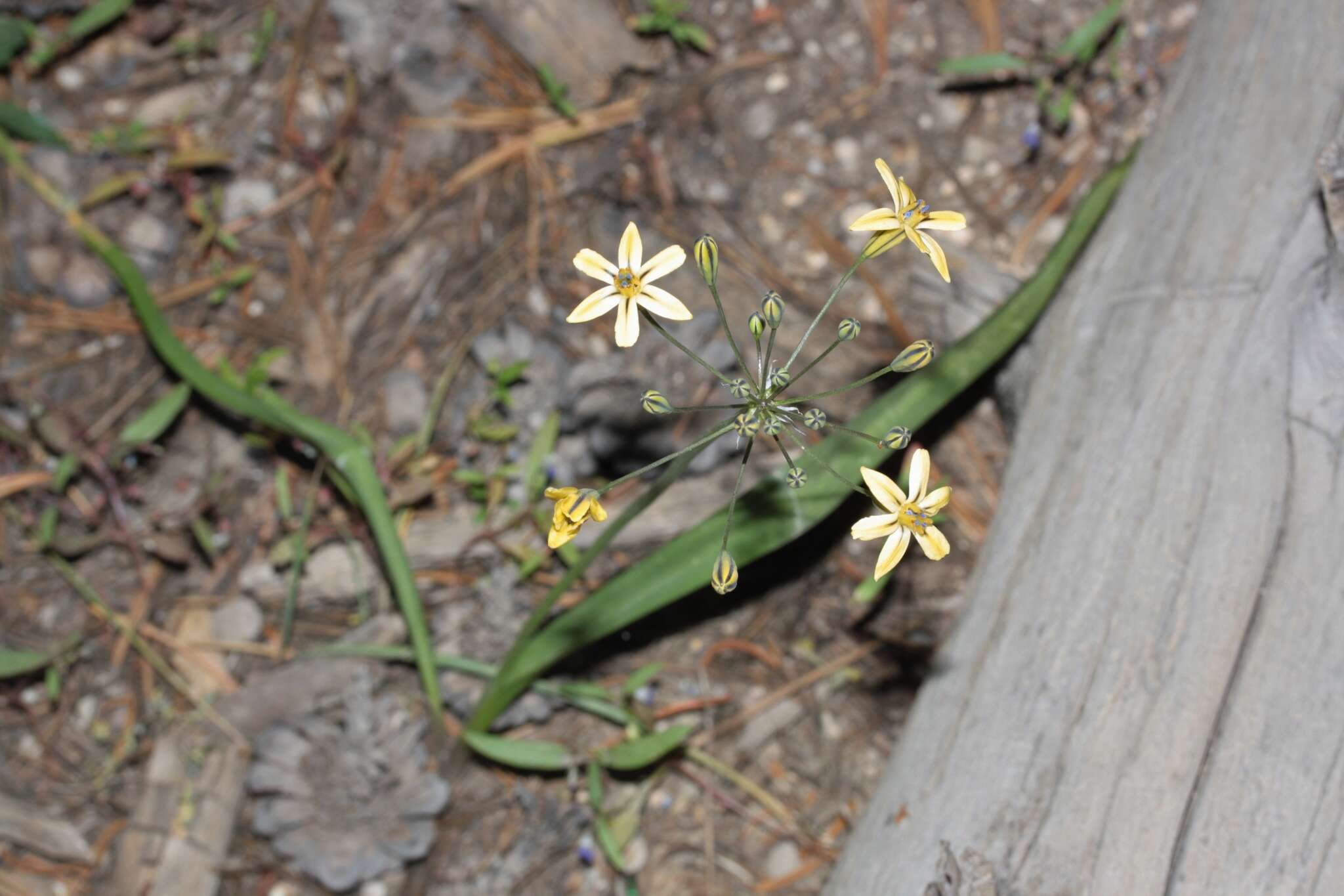 Sivun Triteleia ixioides subsp. anilina (Greene) L. W. Lenz kuva