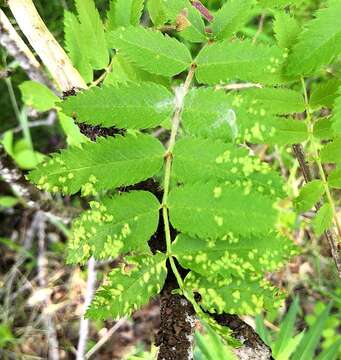 Image of Eriophyini