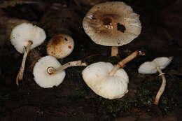 Image of Leucoagaricus dacrytus Vellinga 2010