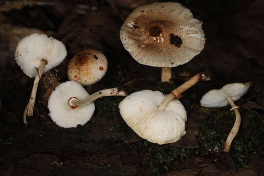 Image of Leucoagaricus dacrytus Vellinga 2010