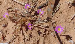 Слика од Calandrinia ptychosperma F. Müll.