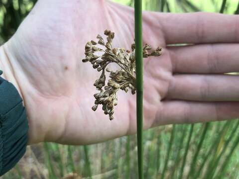 صورة Juncus effusus subsp. solutus (Fern. & Wieg.) L. Hamet-Ahti