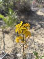 Image of Ben Lomond wallflower